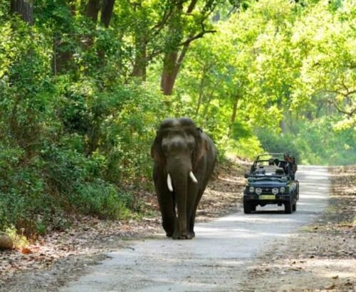 Bijrani Safari Zone