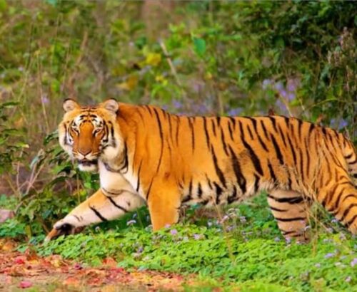 Dhikala Safari Zone